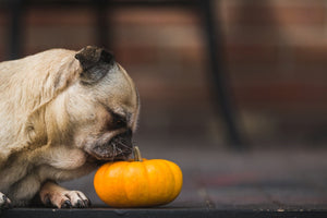 Prep your dog’s Thanksgiving feast next to yours! Top 10 Do’s and Don’ts for dogs