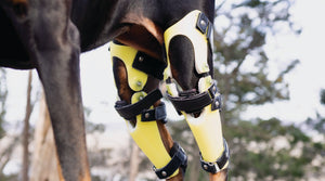 Dog braces that use tamarack hinge to help restore normal ligament mobility