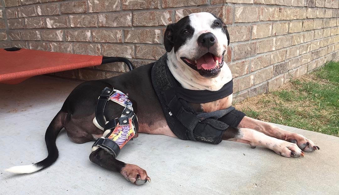 Pitbull shop knee brace