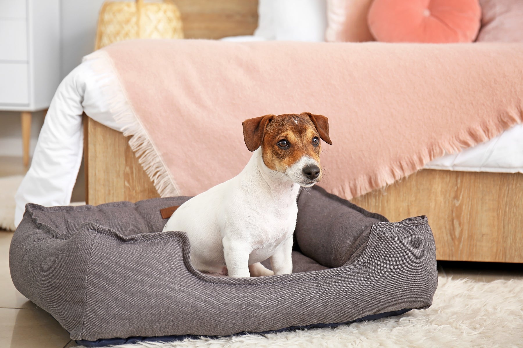 How to select the right dog bed size