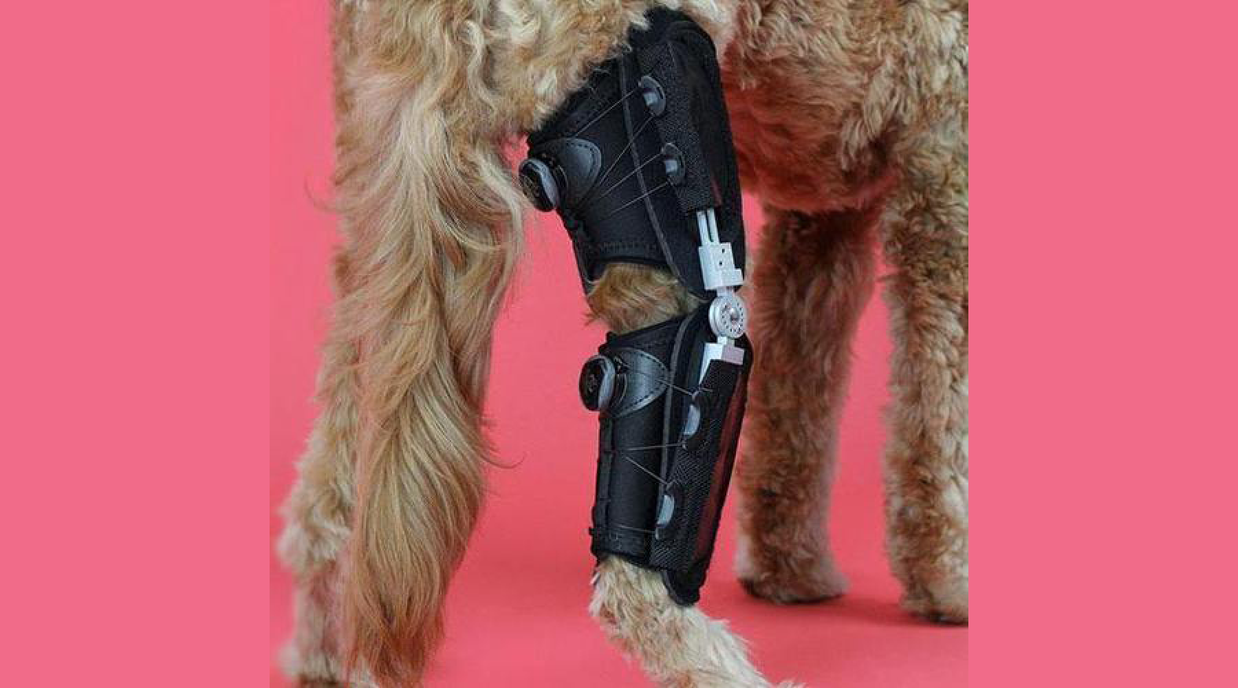 Dog leg hotsell brace uk
