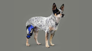 dog with prosthetic knee brace
