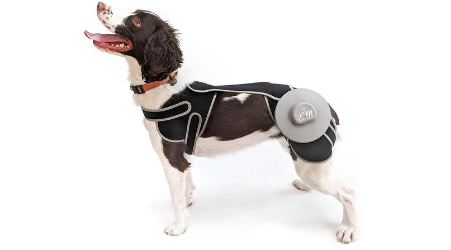 RelSM DOG 166cm リズム RelSM DOG 166cm リズム RelSM DOG 166cm リズム