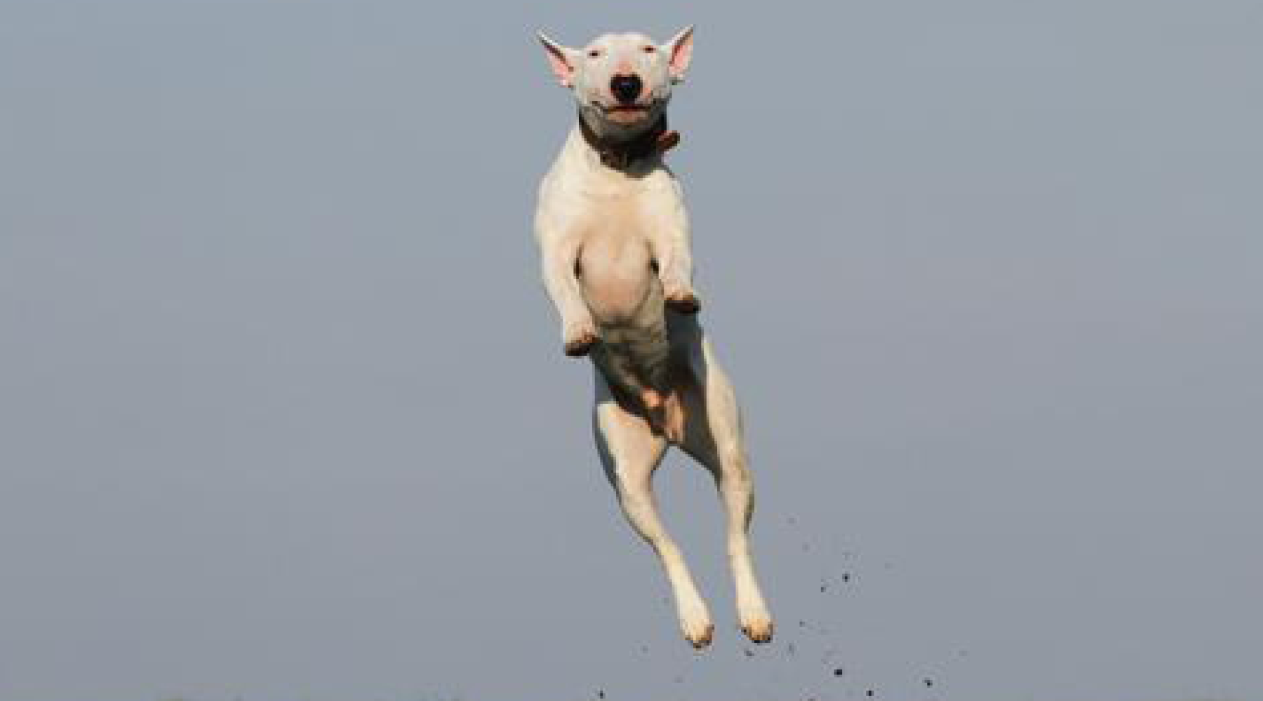 Study: PEMF Treatment Benefits Dogs with Joint Pain - Animal Ortho Care