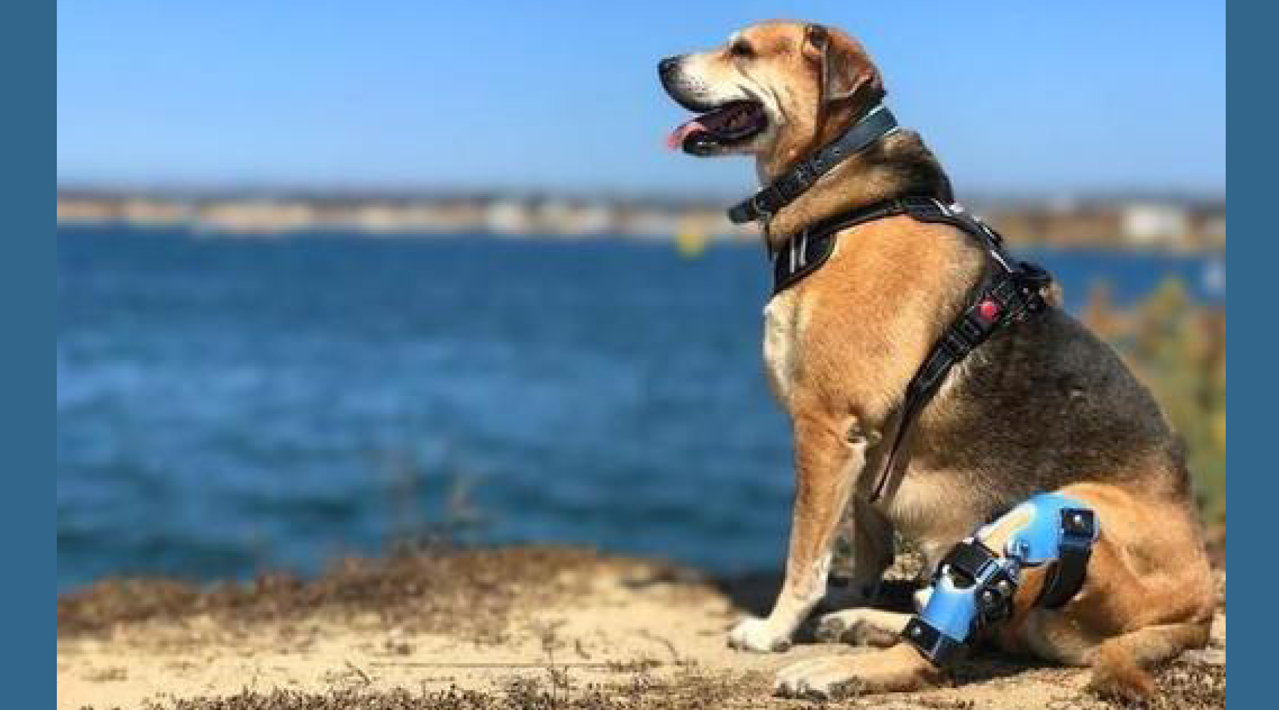 German shepherd top knee brace