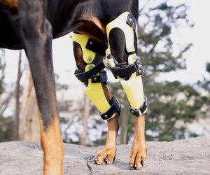 DOG BRACES - Animal Ortho Care