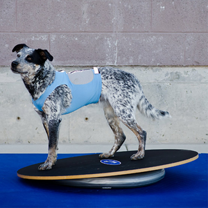 FitPAWS Circular Product Holder with FitPAWS Wobble Board, Australian Shepherd on dog balance board, Dog balance tools