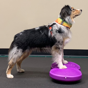 Australian Shepherd with front paws on FitPAWS Flexiness TwinDisc, Dog balance exercise, dog physical therapy