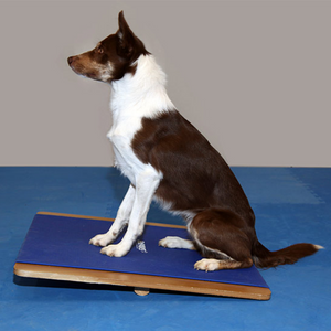 Border Collie sitting on FitPAWS Giant Rocker Board, dog balance equipment, at home dog rehabilitation tools