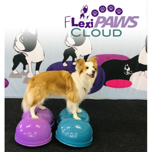 Border Collie standing on FitPAWS FlexiPAWS Cloud, dog stretching exercises, dog physical therapy equipment