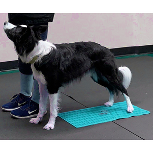 Border Collies stretching on FitPAWS Flexiness Sensimat, Dog rehabilitation equipment, at home dog physical training