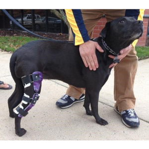 Pitbull with CCL tear, Dog with camo custom dog knee brace, CCL surgery alternative treatment