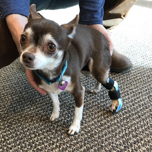 Chihuahua with arthritis in the hock ankle, small dog leg injury treatment, senior dog leg support, custom dog hock brace