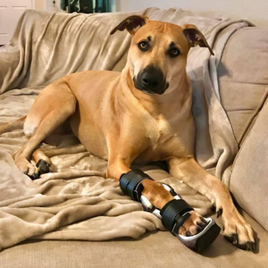 Labrador with wrist injury, dog brachial plexus avulsion, dog nerve damage front leg, custom dog wrist brace