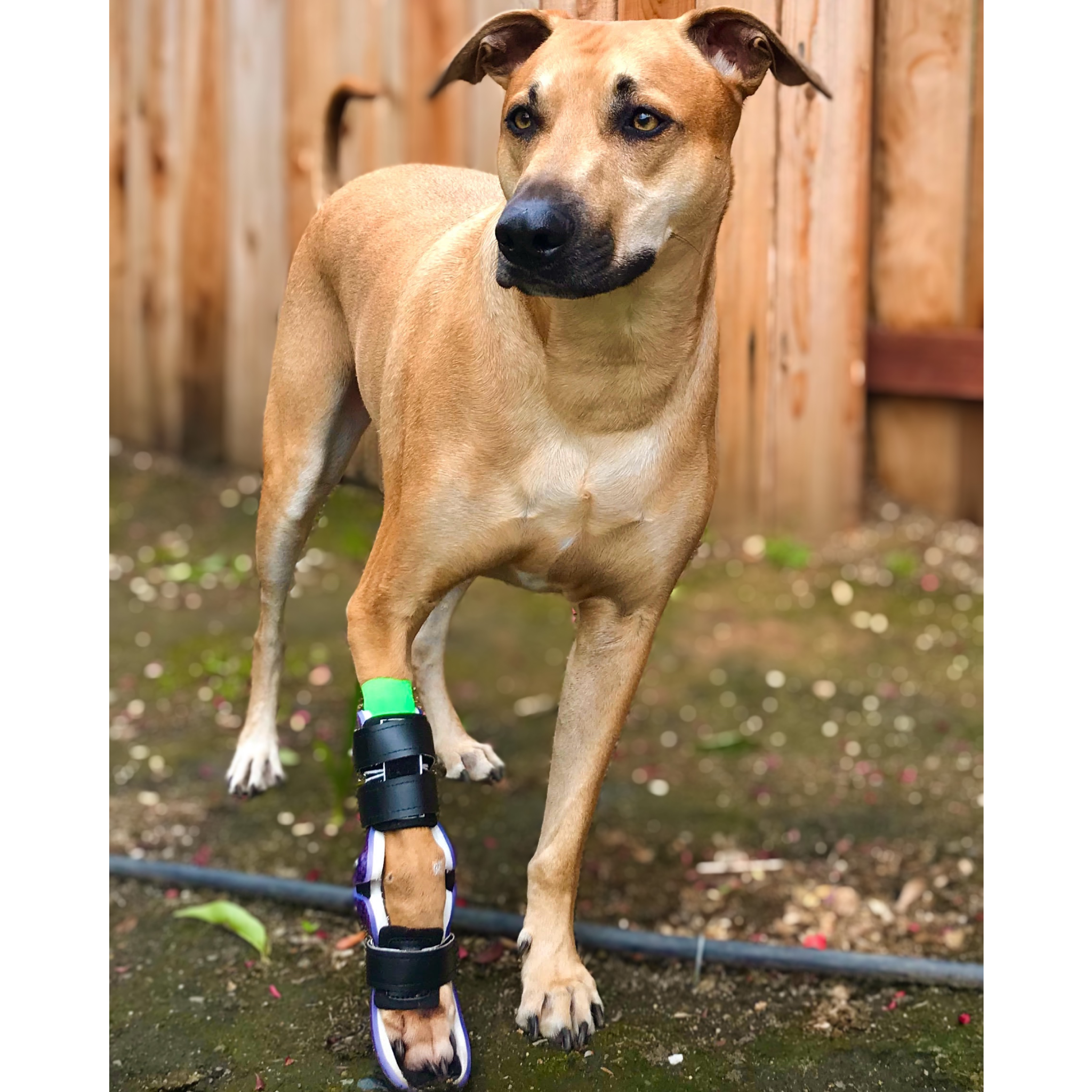 Custom Dog Wrist Brace | Carpal Dog Front Leg Brace