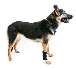 Dog Carpal Brace - Animal Ortho Care