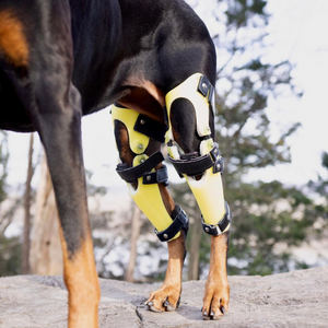 Doberman with two yellow dog custom knee braces - Animal Ortho Care