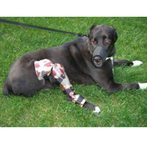 Labrador with back leg injury, support for dog hind limb amputee, dog tripod leg support, custom dog knee hock brace