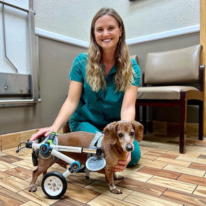 Haute Wheels Dog Wheelchair - Animal Ortho Care