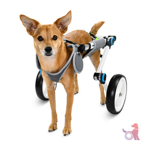 dog standing in pet wheelchair