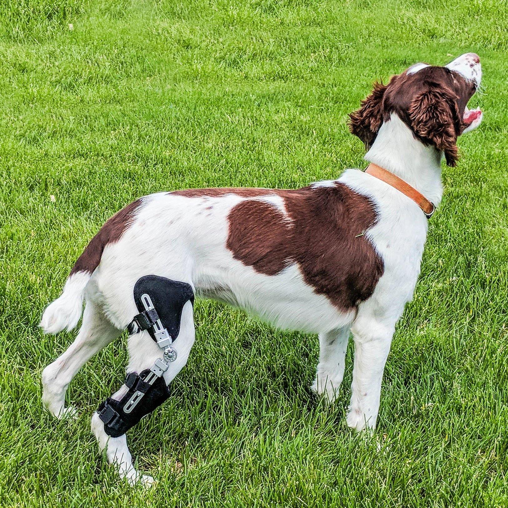 Dog Knee Brace Dog Leg Brace for Torn acl Hind Leg Dog Hip Support