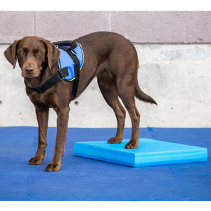 FitPAWS Balance Pad, Labrador physical therapy beginner exercises, Dog hind leg strengthening