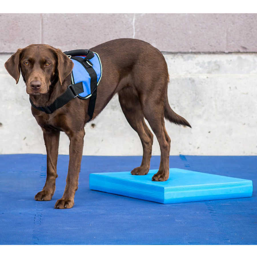 FitPAWS Balance Pad, beginner dog balance rehabilitation tools and exercises