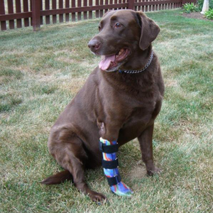 Labrador with carpal hyperextension injury, dog carpal collapse injury, dog carpal collapse treatment options, custom dog wrist brace