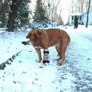 Dog front leg fracture, dog front leg brace, custom dog wrist brace