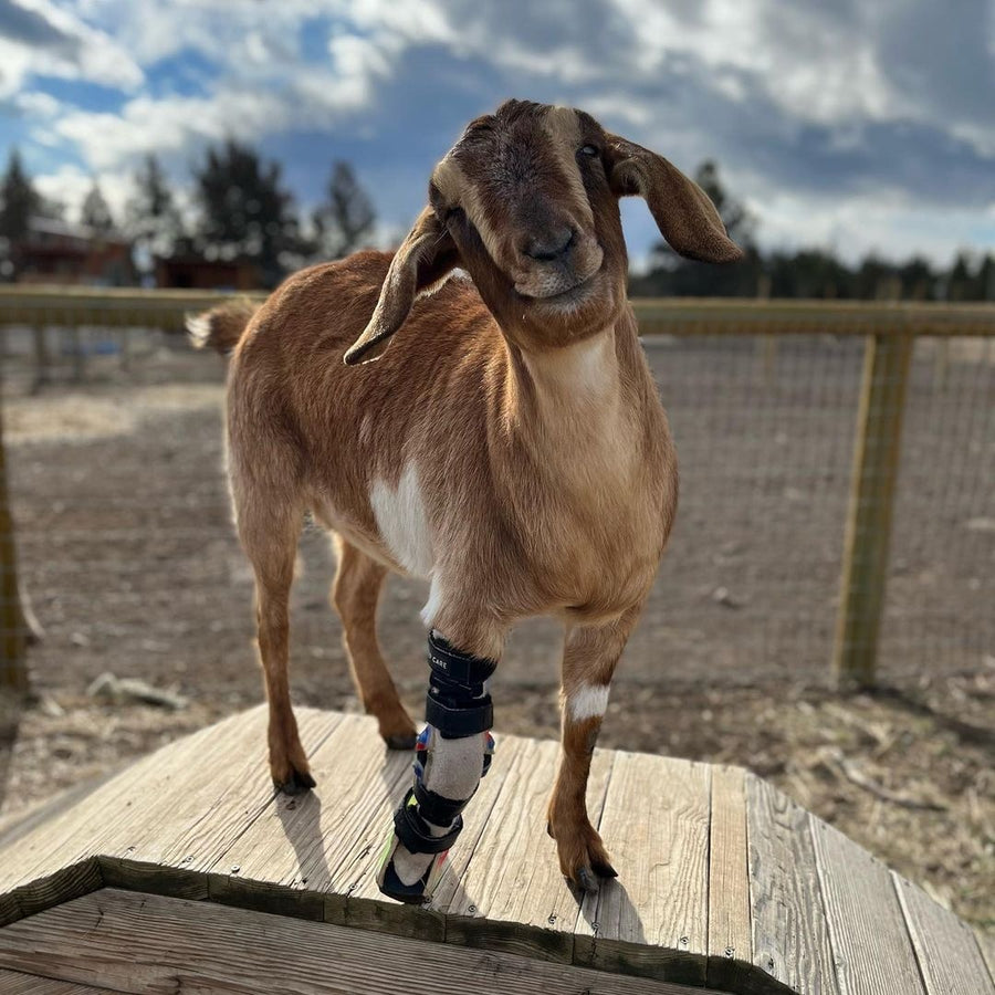 Goat wearing pair of front leg custom braces - Animal Ortho Care