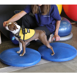 FitPAWS Balance Disc, Small dog rehabilitation exercises