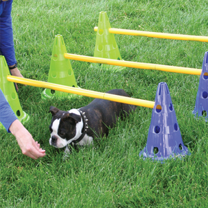 Terrier dog exercises, FitPAWS CanineGym Dog Agility Kit, Dog crawling exercises, dog cavaletti poles, dog training tools
