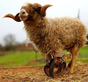 Sheep Goat Angular Deformity_ Able Bodied Prosthetic_Animal Ortho Care