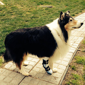 Sheepdog wrist injury, carpal ligament injury in dogs, custom dog wrist brace