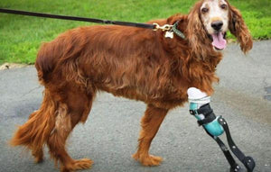 Dog Leg Prosthetic - Partial Limb - Animal Ortho Care