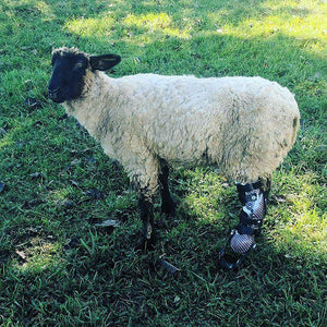 Farm Animal Custom Leg Prosthetic - Animal Ortho Care
