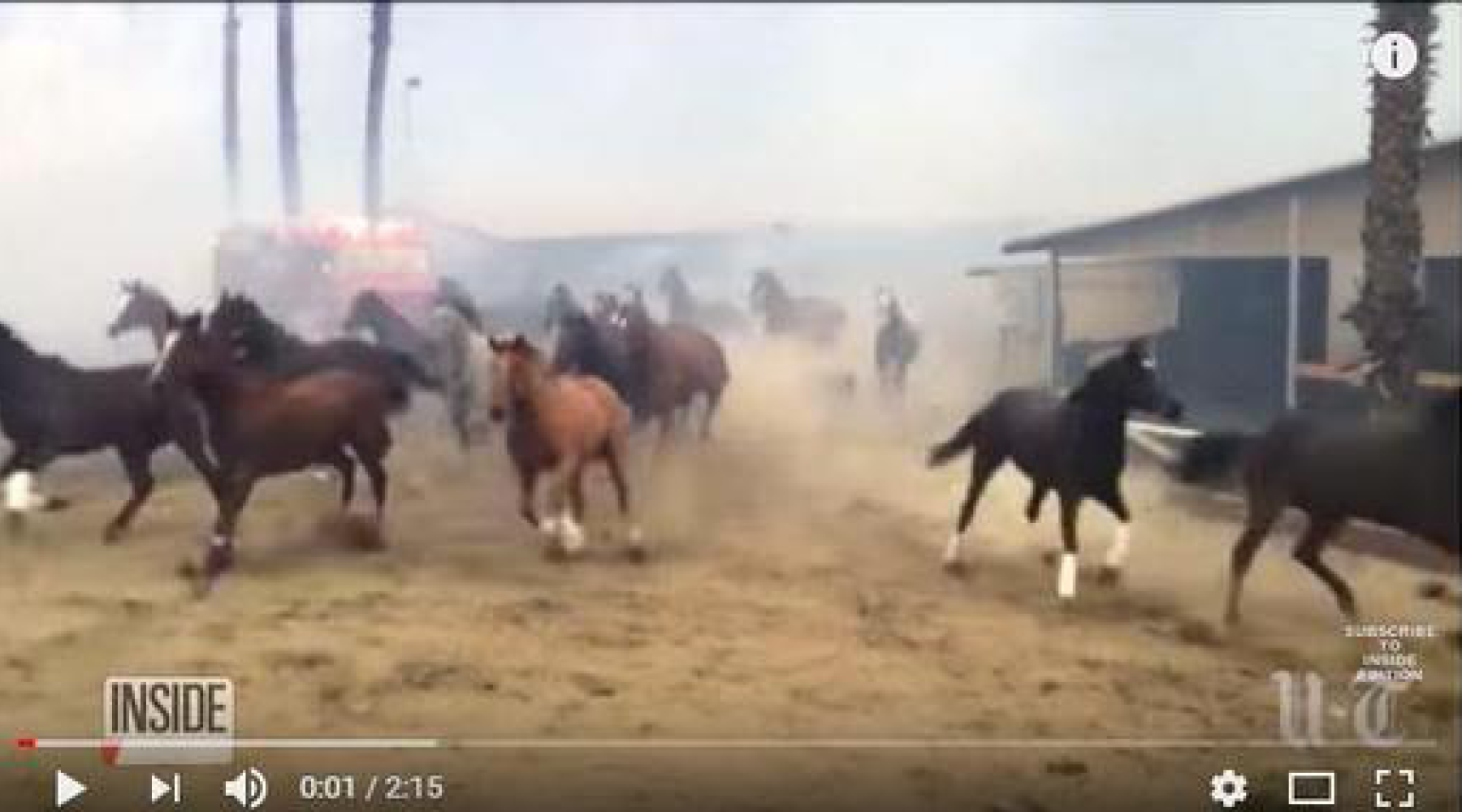 10 Amazing Animal Rescues - Animal Ortho Care