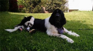 Brace Has Kept 10-year-old Newfie in the Game Longer - Animal Ortho Care
