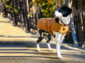 Fall in Love with Mobility: Custom Dog Braces Help Redefine Autumn Exploration
