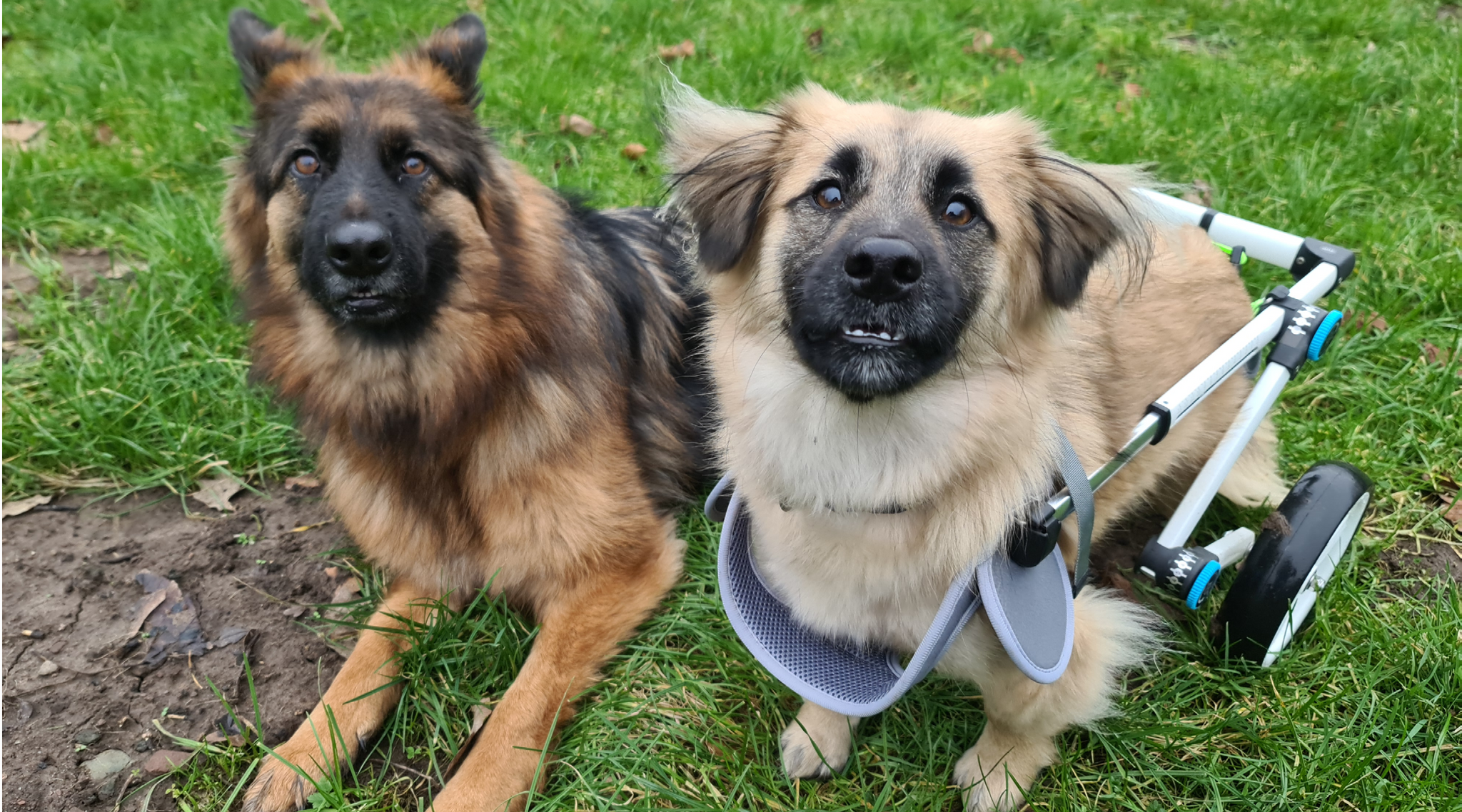 From Street Dog to Haute Dog: The Story of Danny from Miracle’s Mission