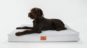 Animal Ortho Care Releases First of Its Kind Pain-Relieving Pet Bed, the EMbed Drift