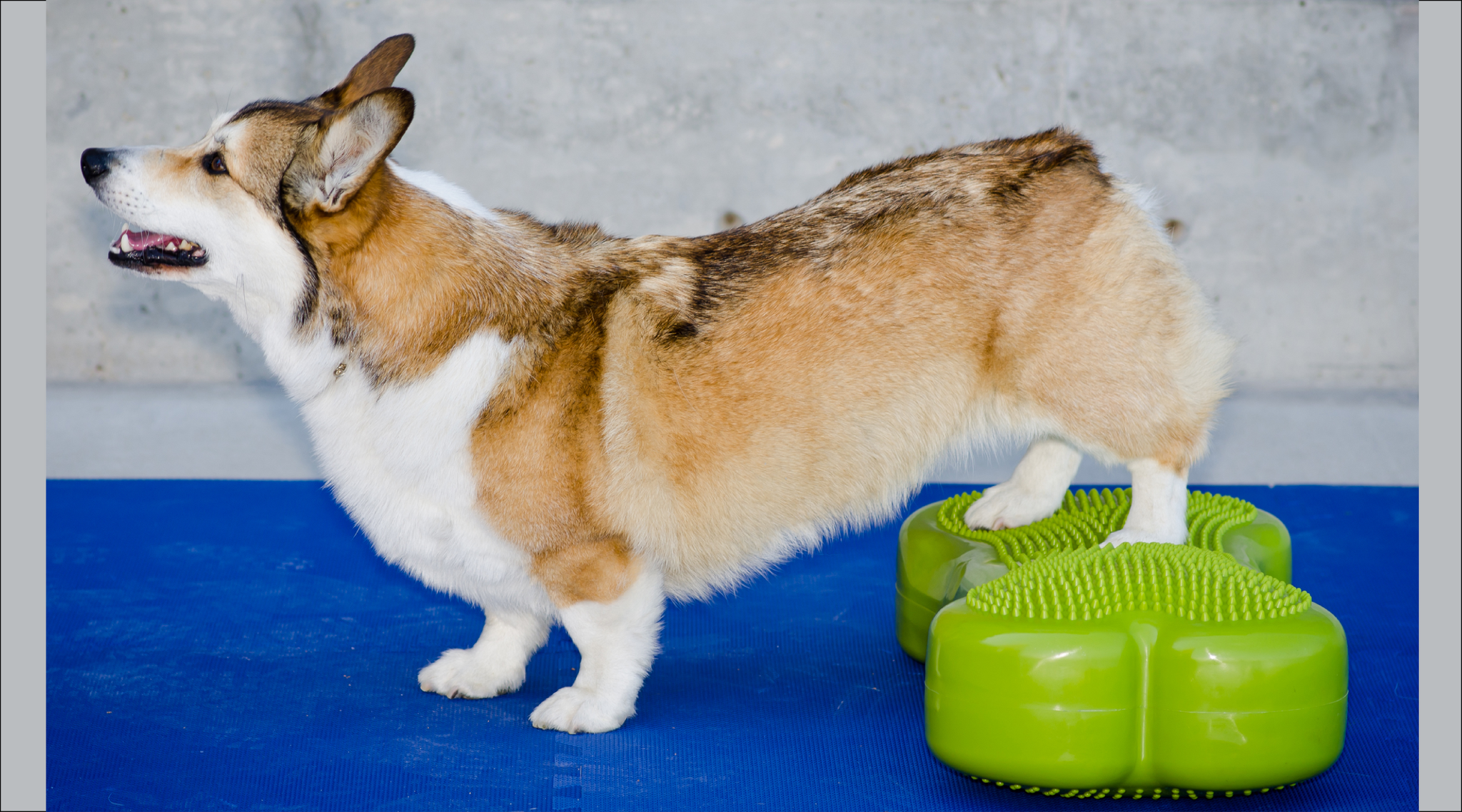 Animal Ortho Care Now Offers FitPAWS