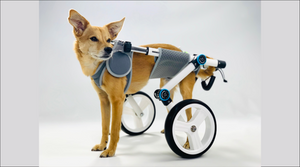 Animal Ortho Care Adds a New Dimension of Pet Mobility with the Haute Wheels Pet Wheelchair