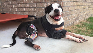 7 Ways Custom Dog Knee Braces Help Heal Your Dog's Knee