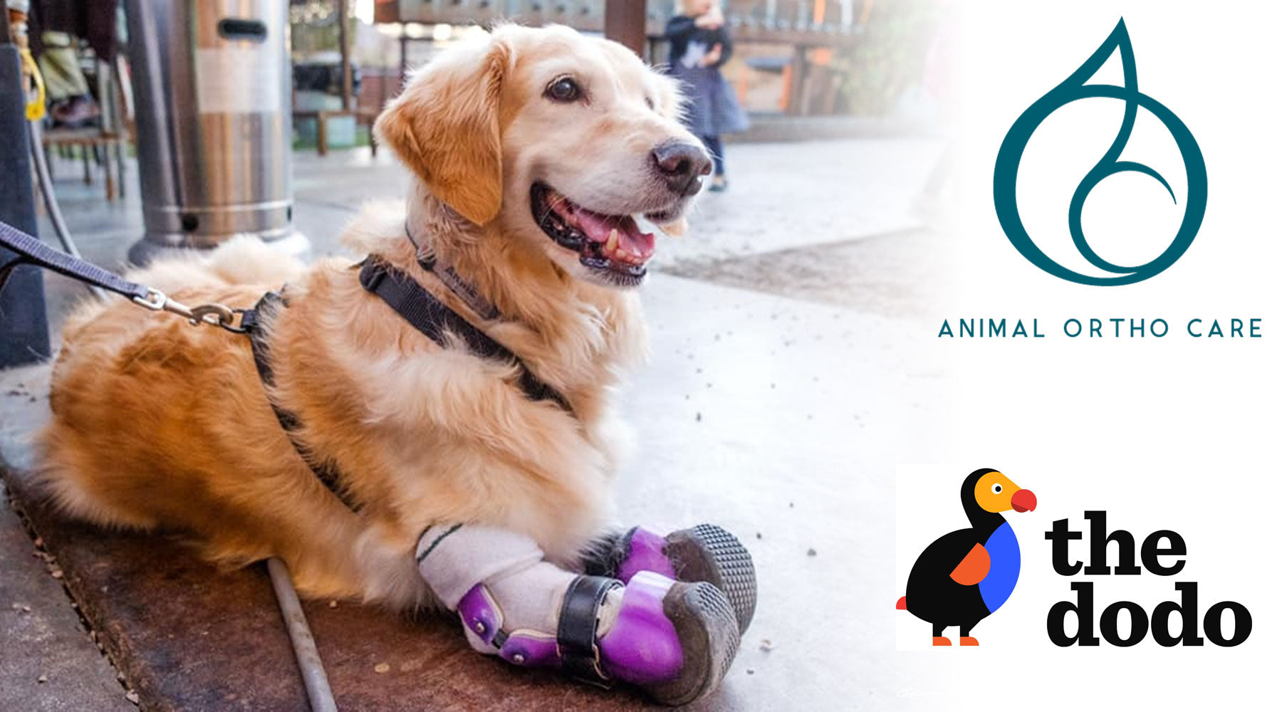 Derrick Campana: The New Face of the Dodo - Animal Ortho Care