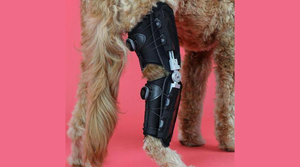U.K. Retriever-Mountain Dog Mix Walking with Confidence - Thanks to Caerus Stifle Brace - Animal Ortho Care