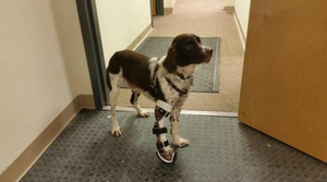 Abused Brittany Spaniel Given the Chance to Run - Animal Ortho Care