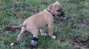 Adorable Puppy's New Boot Gives Him a Leg Up - Animal Ortho Care
