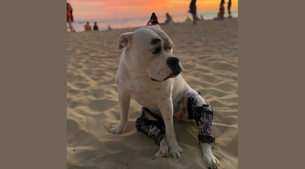 6 Step Guide to EASY Casting for your Dog's Knee Brace - Animal Ortho Care