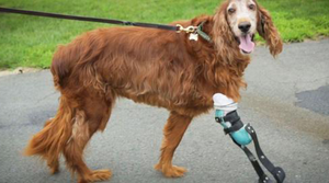 Chili the Three-Legged Dog Finds Relief from Arthritis with EMbrace Relief System - Animal Ortho Care